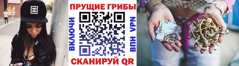 Галлюциногенные грибы Psilocybe  mega   Спас-Клепики 